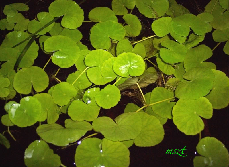 Hydrocotyle Leucocephala